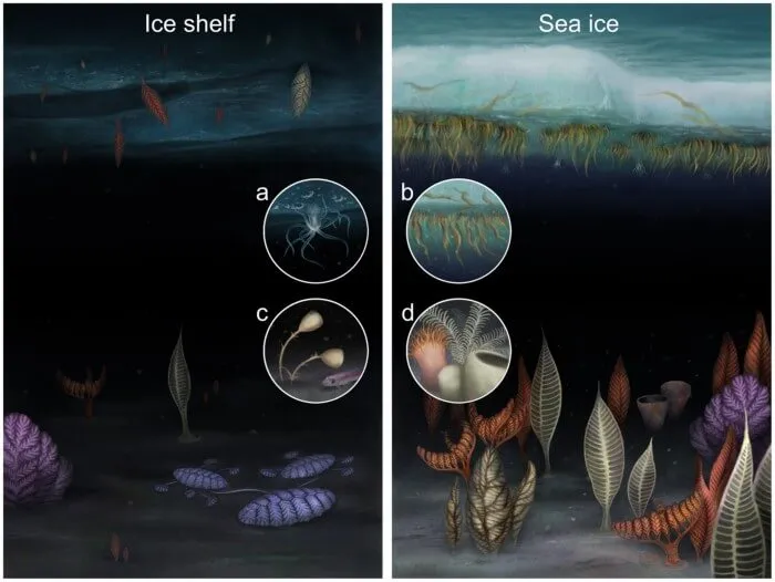 生物学家发现了关于地球上第一批动物的新线索插图2 生物学家发现了关于地球上第一批动物的新线索插图2
